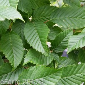 Carpinus betulus - Hornbeam