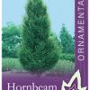 Carpinus betulus fastigiata - Upright Hornbeam
