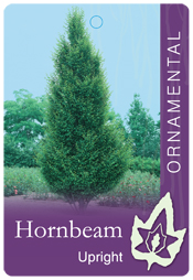 Carpinus betulus fastigiata - Upright Hornbeam