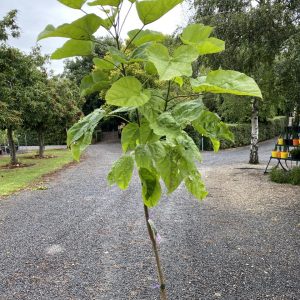 Catalpa bignonioides - Indian Bean Tree