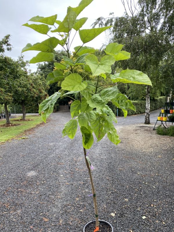 catalpa-25cm.jpg