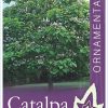 Catalpa bignonioides - Indian Bean Tree - Image 2