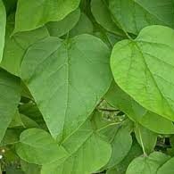 Catalpa bignonioides - Indian Bean Tree
