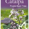 Catalpa bignonioides purpurea - Purple Bean Tree - Image 2