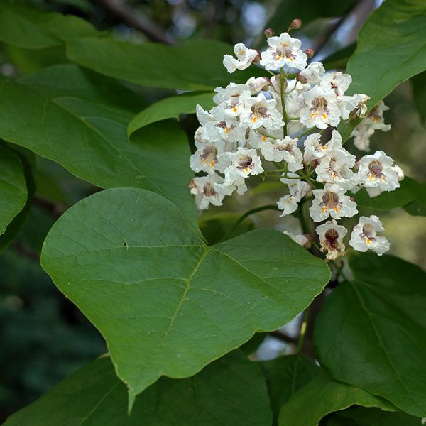 Catalpa bignonioides - Indian Bean Tree - Image 3