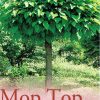 Catalpa bignonioides 'nana' - Mop Top Catalpa - Image 2