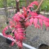 Cedrella sinensis - Chinese Toon