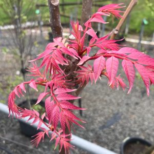 Cedrella sinensis - Chinese Toon