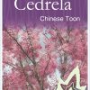 Cedrella sinensis - Chinese Toon - Image 2