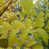 Cedrella sinensis - Chinese Toon - Image 3