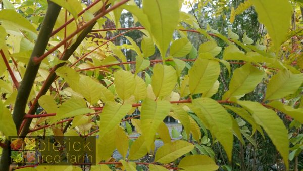 Cedrella sinensis - Chinese Toon - Image 3