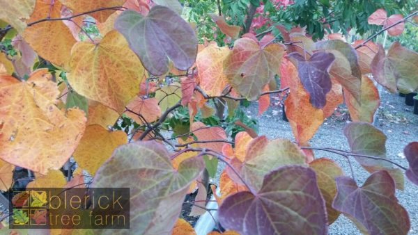 Cercis canadensis - Forest Pansy - Image 5