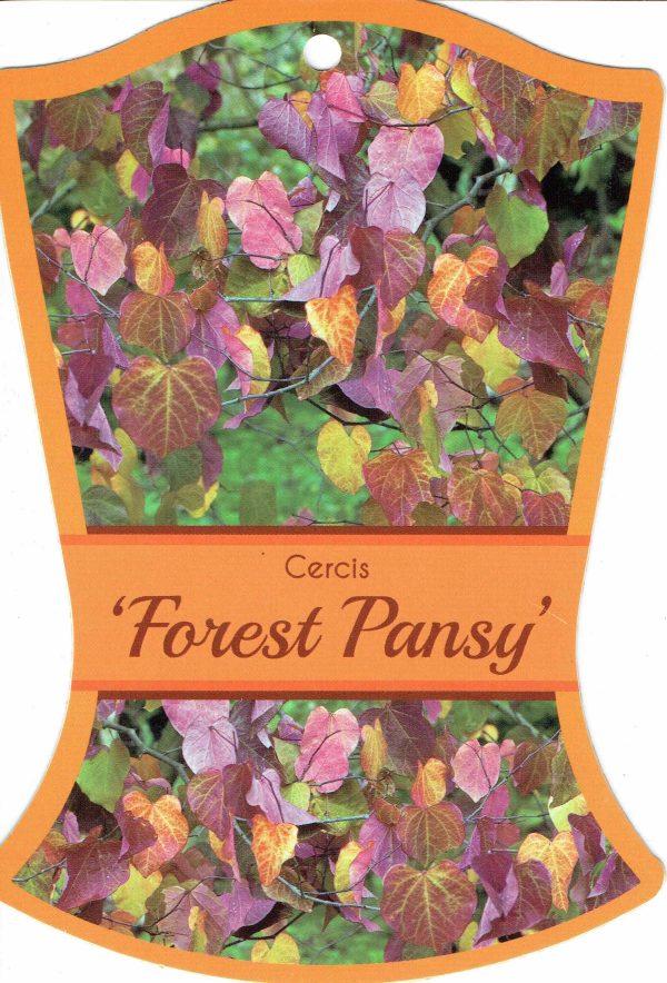 Cercis canadensis - Forest Pansy - Image 6
