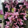 Cercis siliquastrum - Judas Tree - Image 2