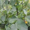 Cercis siliquastrum - Judas Tree - Image 3