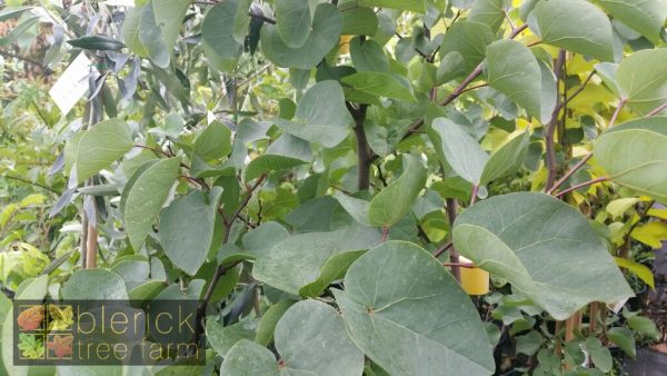 Cercis siliquastrum - Judas Tree - Image 3
