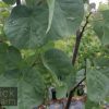 Cercis siliquastrum - Judas Tree - Image 4