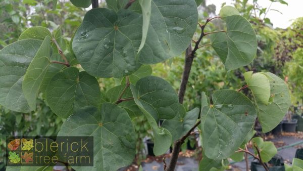 Cercis siliquastrum - Judas Tree - Image 4
