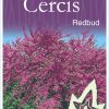 Cercis canadensis - Redbud - Image 3