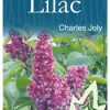 Syringa vulgaris 'Charles Joly' - Purple Flowering Lilac