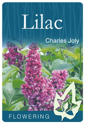Syringa vulgaris 'Charles Joly' - Purple Flowering Lilac