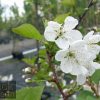 Cherry – Morello - Image 2