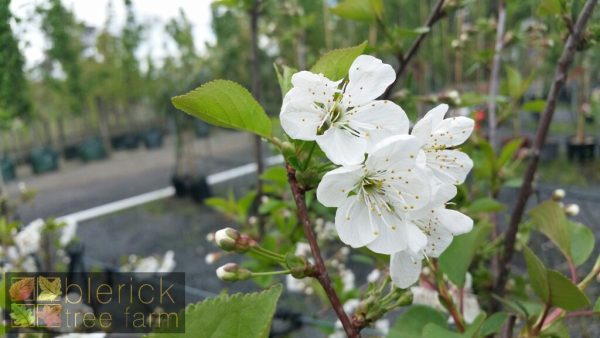 Cherry – Morello - Image 2