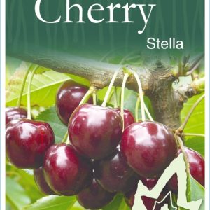 Cherry – Stella
