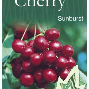 Cherry – Sunburst