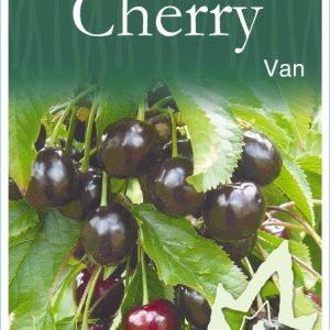Cherry – Van