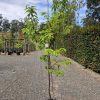 Chestnut - Seedling - Image 2