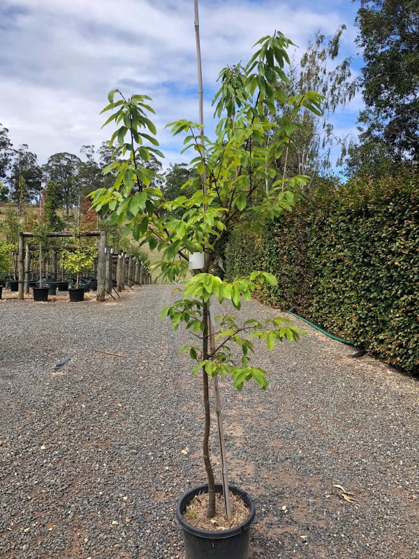 Chestnut - Seedling - Image 2