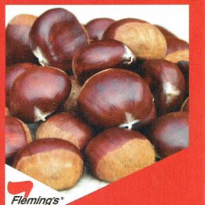 Chestnut - Seedling