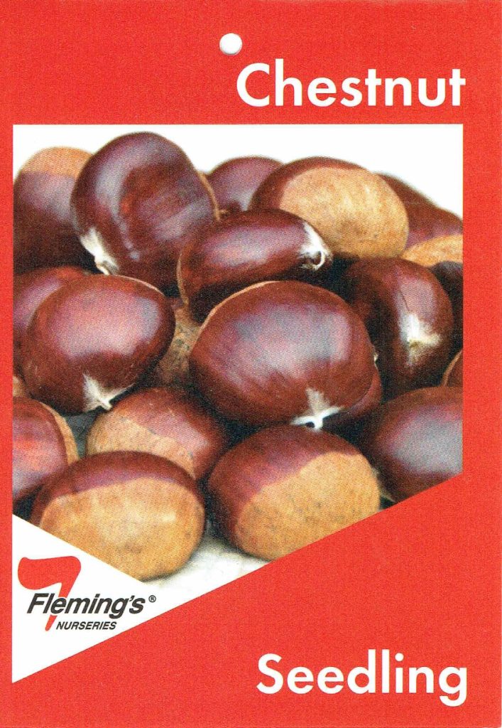 Chestnut Seedling Blerick Tree Farm