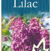 Syringa vulgaris 'Congo' - Purple Flowering Lilac