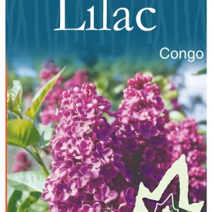 Syringa vulgaris 'Congo' - Purple Flowering Lilac