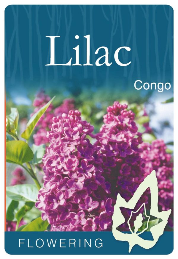 Syringa vulgaris 'Congo' - Purple Flowering Lilac