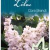 Syringa x hyacinthiflora 'Cora Brandt' - White Flowering Lilac