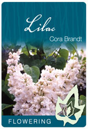 Syringa x hyacinthiflora 'Cora Brandt' - White Flowering Lilac