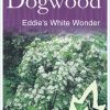 Cornus - Eddie's White Wonder - Image 4