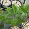 Cornus florida rubra - Pink Flowering Dogwood - Image 2