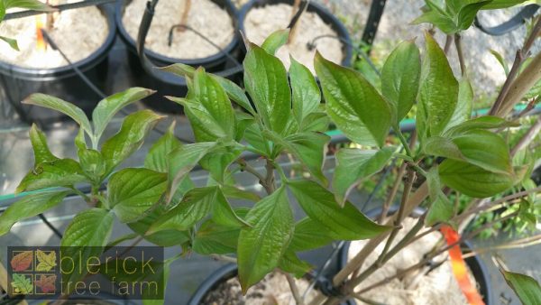 Cornus florida rubra - Pink Flowering Dogwood - Image 2