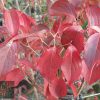 Cornus kousa var. chinensis - Image 3
