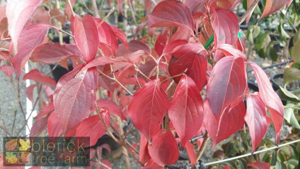 Cornus kousa var. chinensis - Image 3
