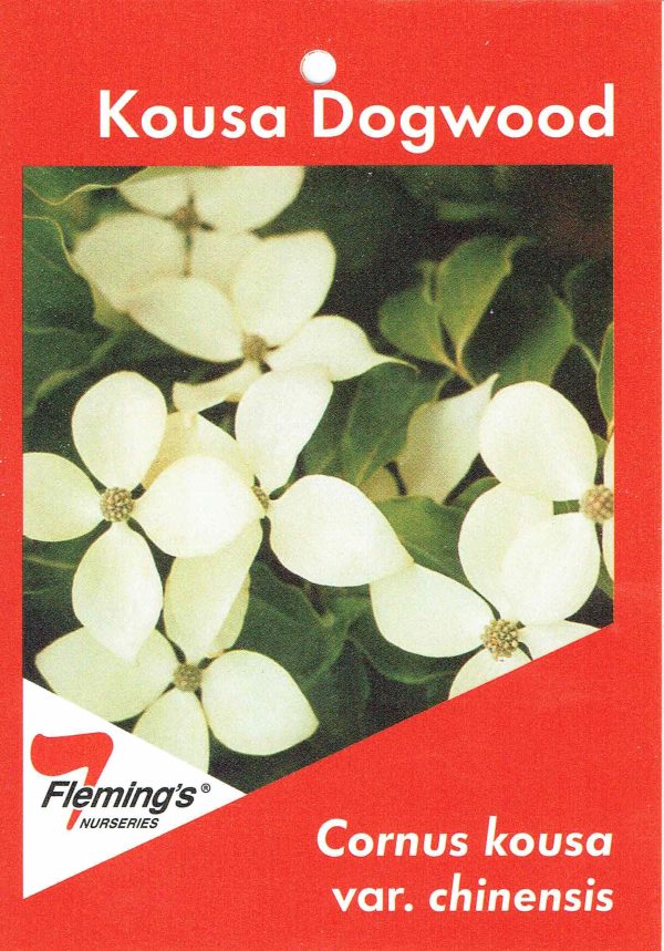Cornus kousa var. chinensis - Image 2