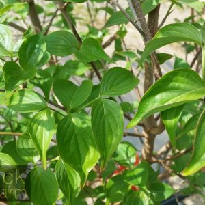 Cornus kousa var. chinensis