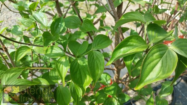 Cornus kousa var. chinensis