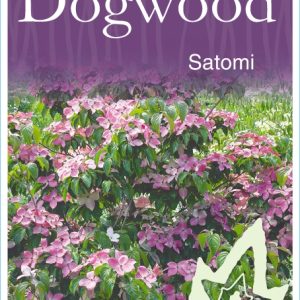 Cornus kousa satomi - Pink Flowering Dogwood