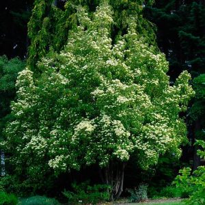 Cornus capitata - Evergreen Dogwood