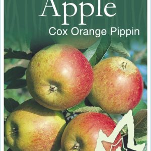 Apple - Cox Orange Pippin